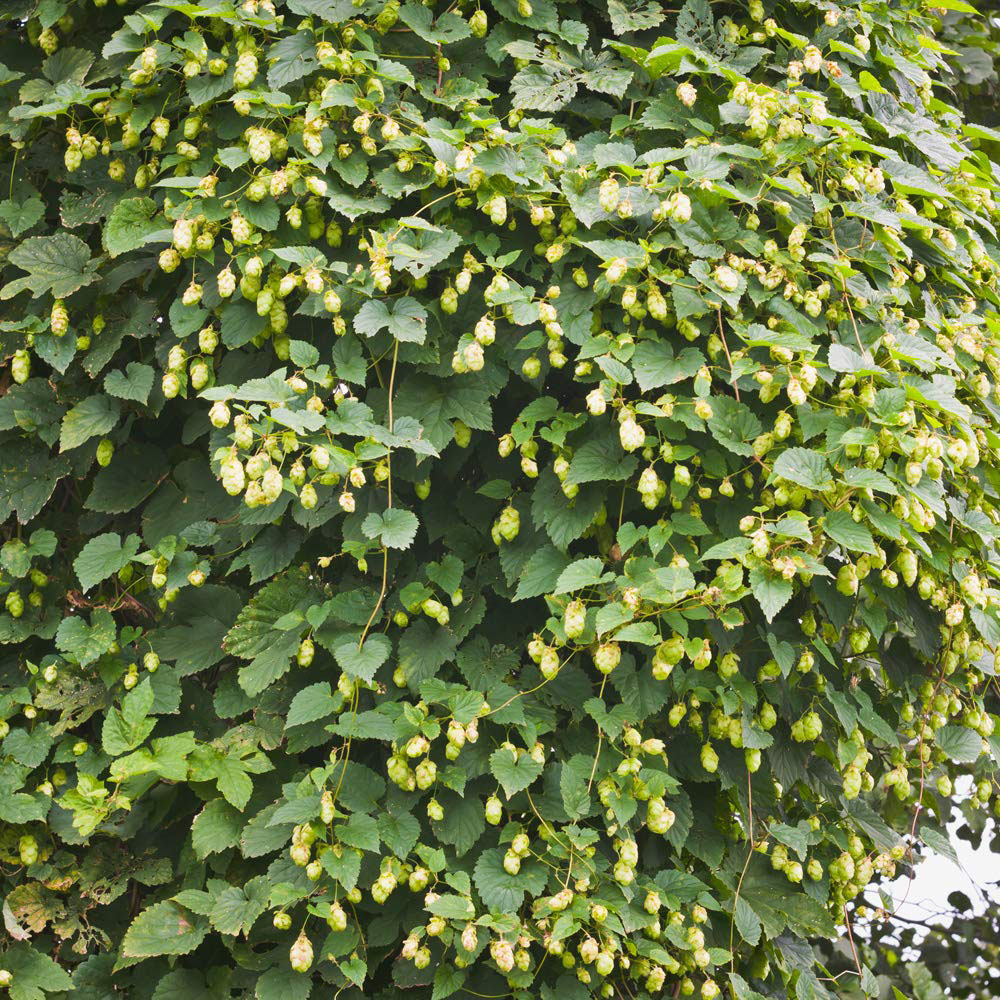 Thompson & Morgan Humulus Lupulus Hop Plant Pot 9cm Image 2