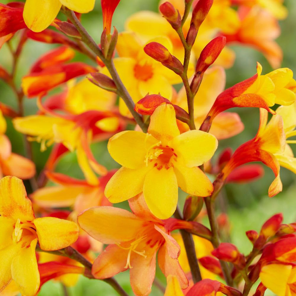 Thompson and Morgan Crocosmia x Crocosmiiflora Harlequin Plant Pot 3L Image 2