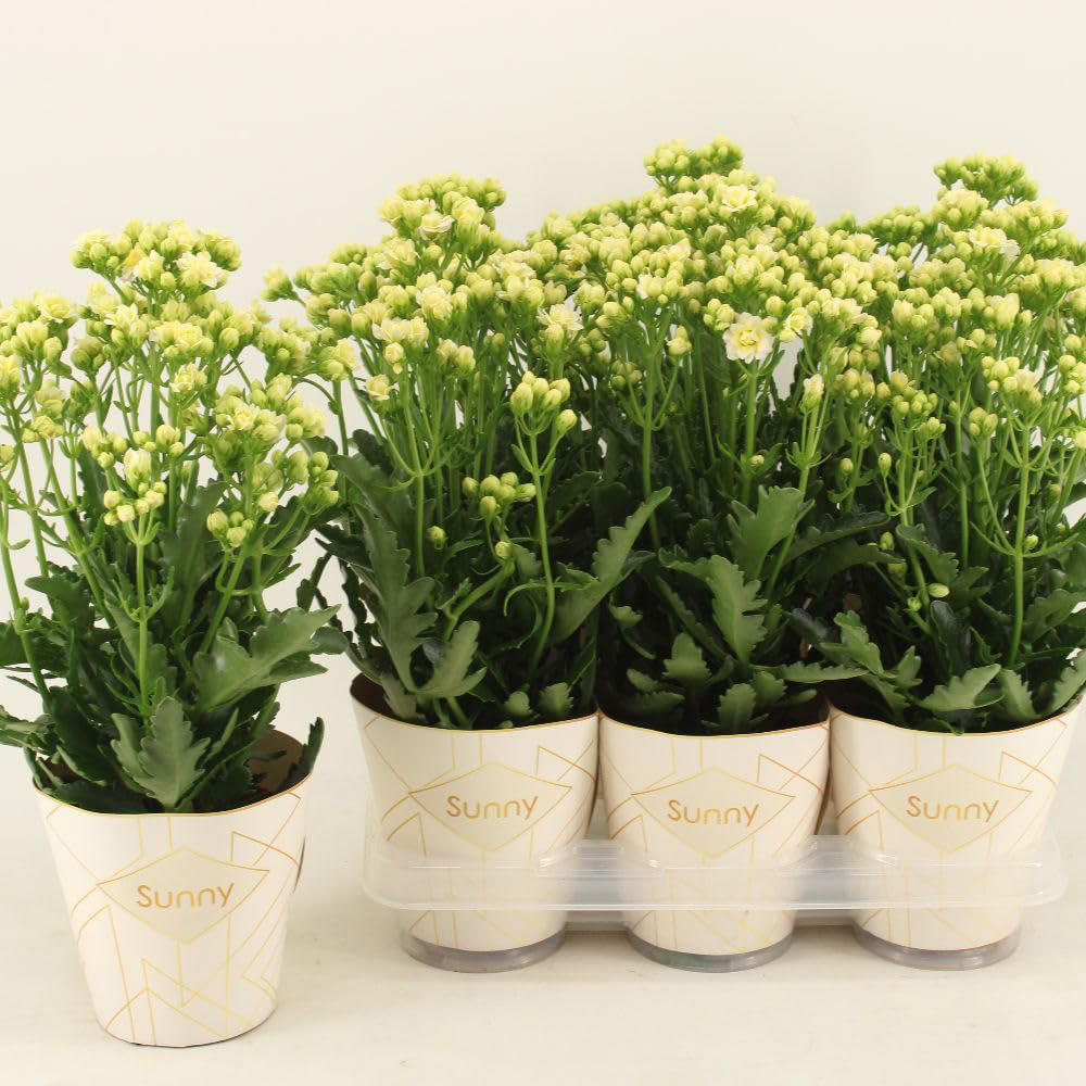 Thompson & Morgan White Kalanchoe Sunny Plant Pot 14cm 2 Pack Image 4