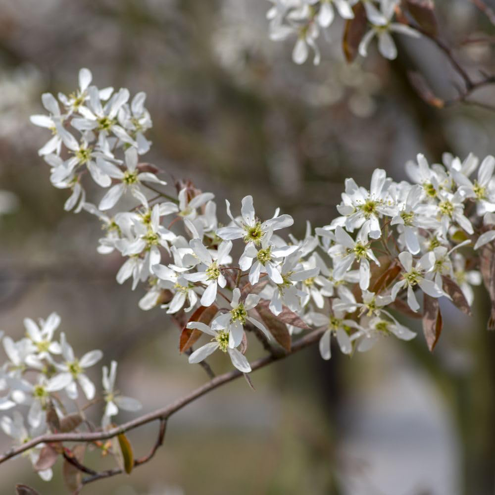 Thompson and Morgan Amelanchier Juneberry Lamarkii Plant Pot 3L Image 1