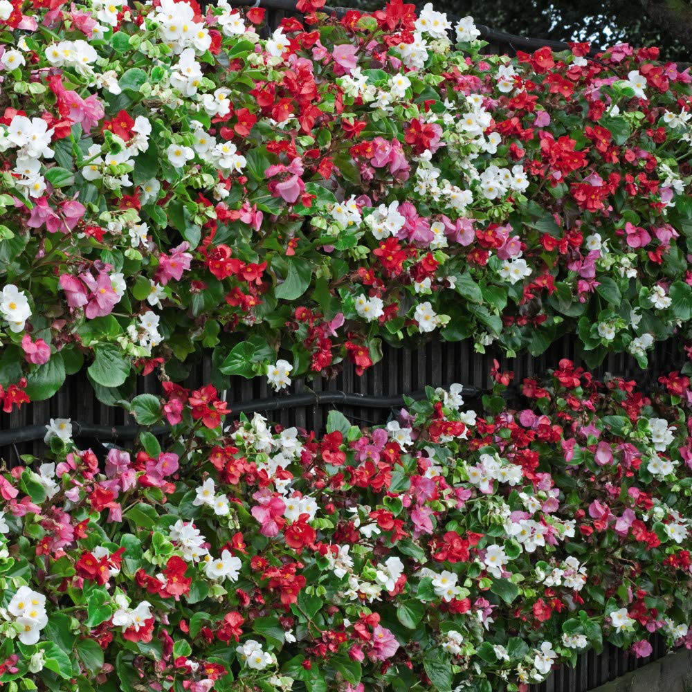 Thompson and Morgan Begonia F1 Giant Lotto Mixed Plant Plug 24 Pack Image 2