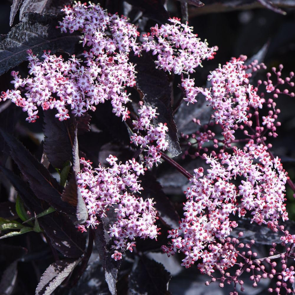 Thompson and Morgan Sambucus Nigra Black Beauty Potted Plant 9cm Image 2