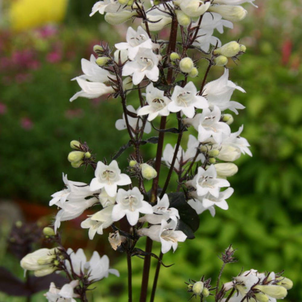 Thompson and Morgan Penstemon Digitalis Husker Red Plant Pot 9cm 2 Pack Image 3