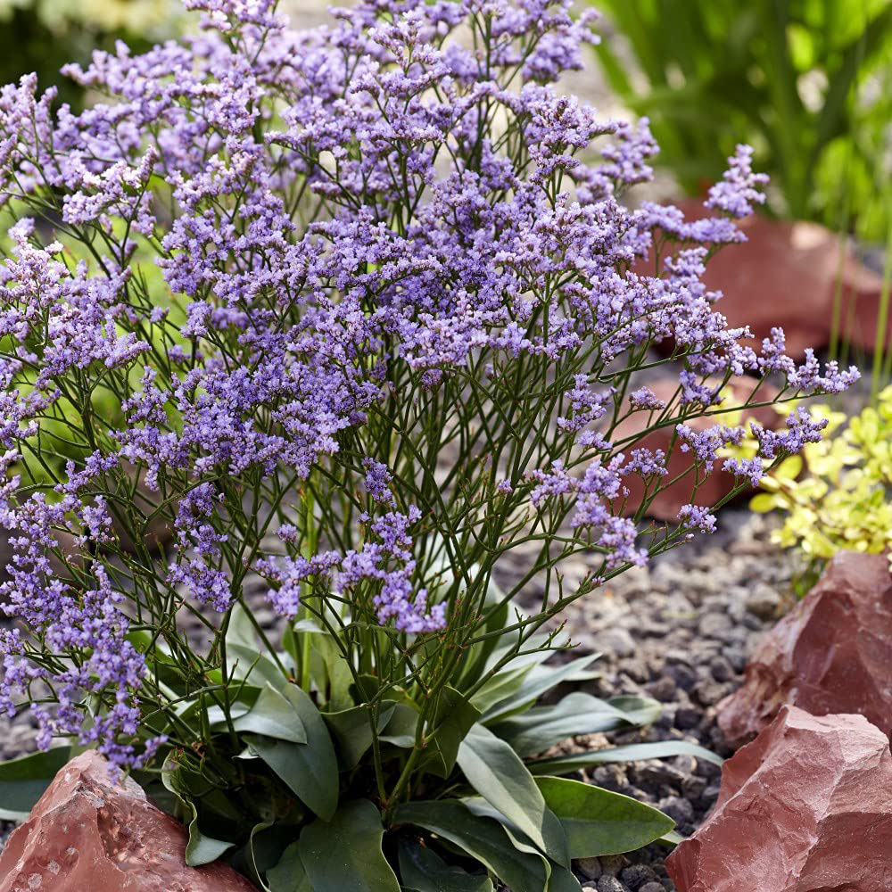 Thompson and Morgan Limonium Dazzle Rocks Potted Plant 9cm 3 Pack Image 3