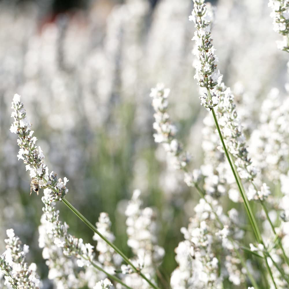 Thompson and Morgan Lavandula Lavender Angustifolia Arctic Snow Plant Pot 9cm 3 Pack Image 2