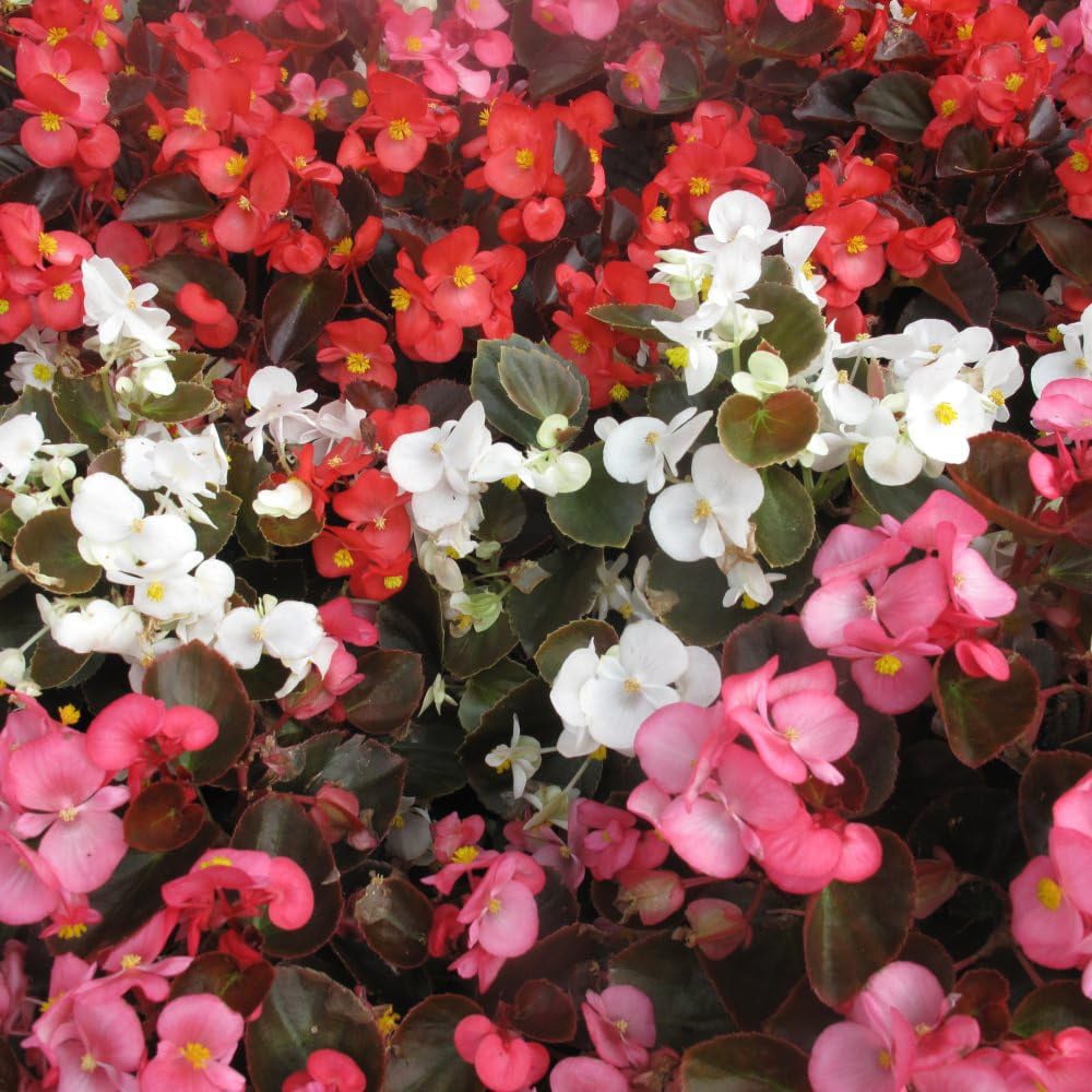 Thompson and Morgan Begonia Emperor Mixed Garden Ready Plant 15 Pack Image 3