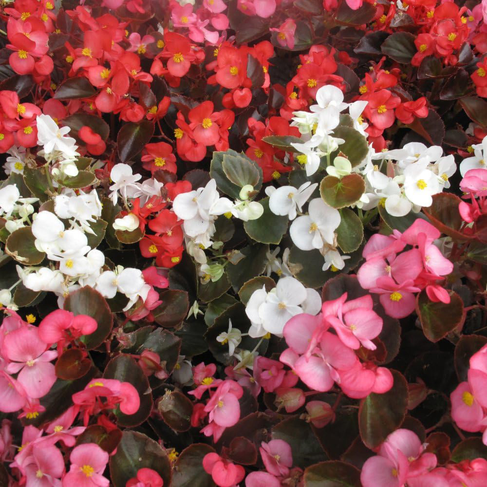 Thompson and Morgan Begonia Emperor Mixed Garden Ready Plant 30 Pack Image 3