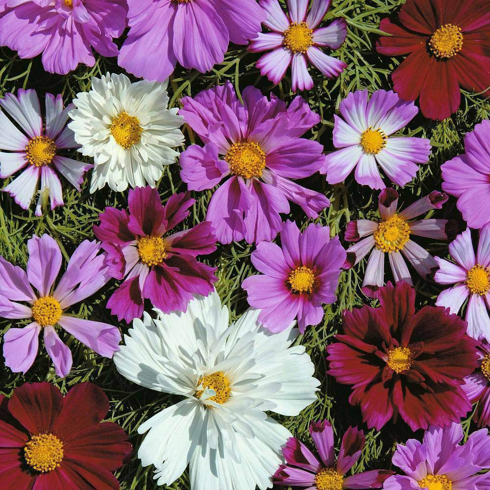 Thompson & Morgan Cosmos Double All Sorts Mixed Seeds Image 1