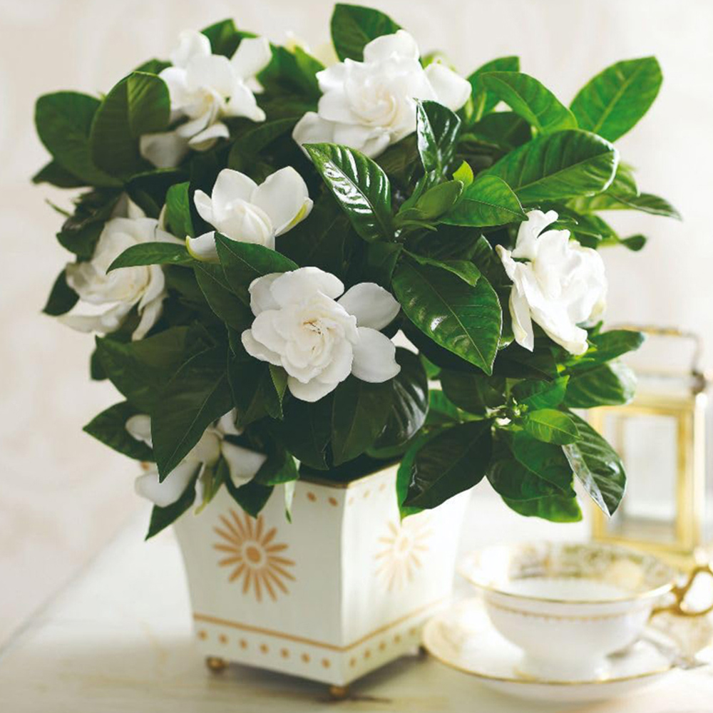 Thompson and Morgan Gardenia Plant Pot 13cm 2 Pack Image 1