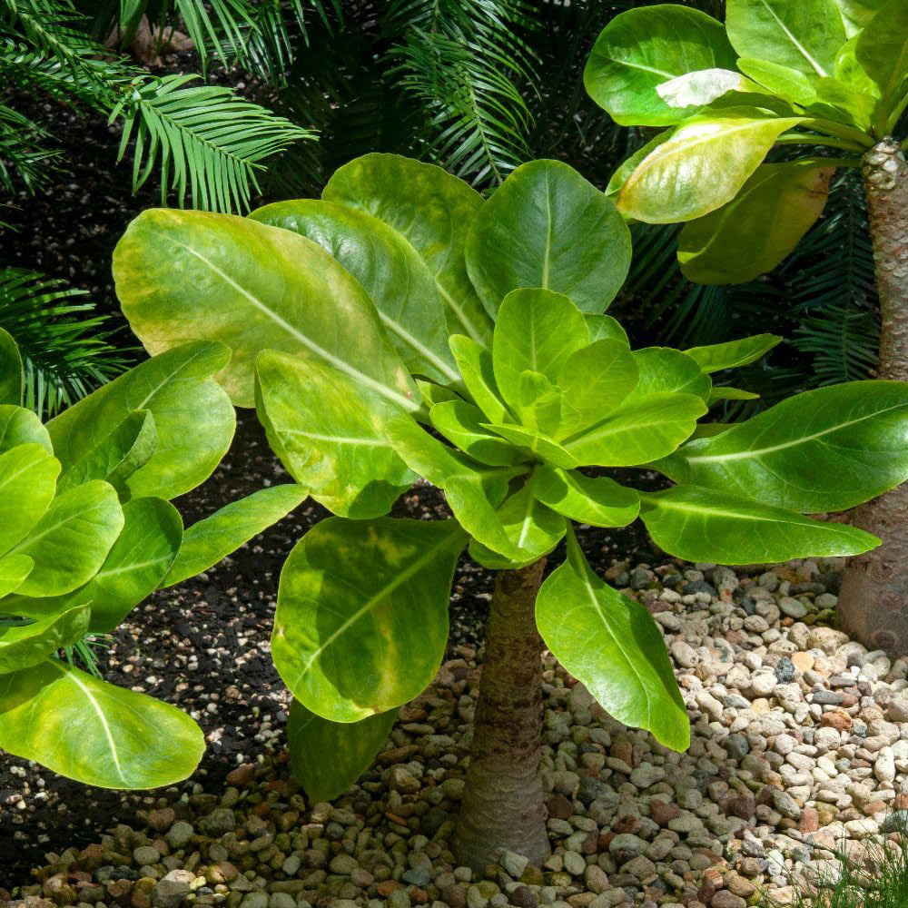 Thompson & Morgan Brighamia Insignis Hawaiian Palm Plant 12cm 2 Pack Image 2