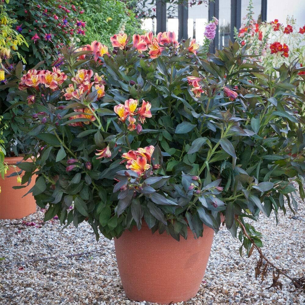 Thompson and Morgan Alstroemeria Summer Duo Jumbo Plug Plant 4 Pack Image 8