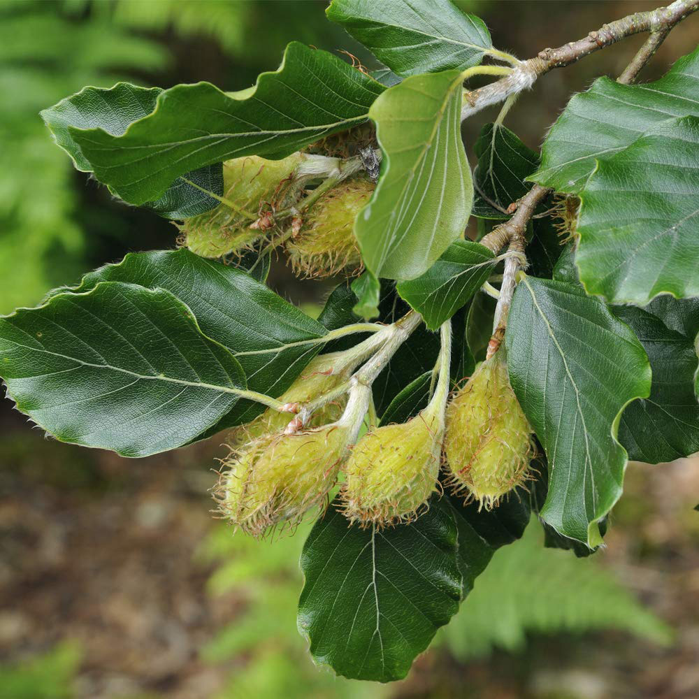 Thompson and Morgan Fagus Sylvatica Green Beech Hedge Bare Root 50 Pack Image 3