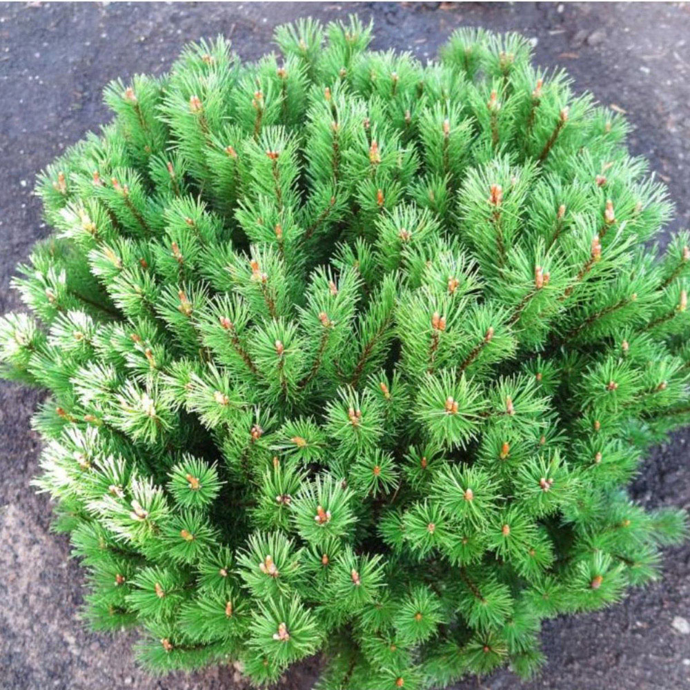 Thompson and Morgan Pinus Mugo Mops Plant Pot 2L Image 2