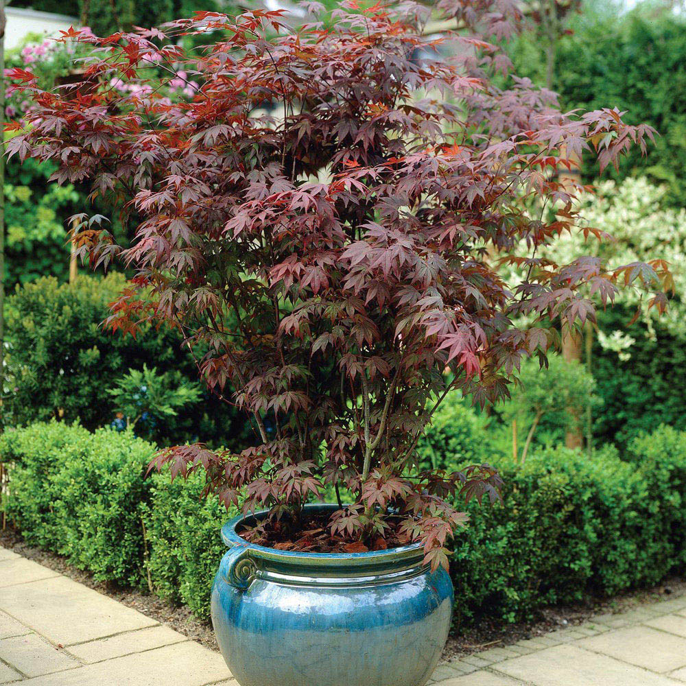 Thompson and Morgan Acer Palmatum Plant in Pot 9cm Image 2