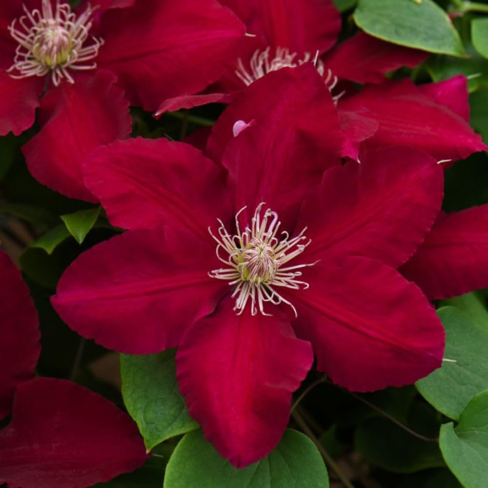 Thompson and Morgan Clematis Rebecca Plant Pot 3L 2 Pack Image 2