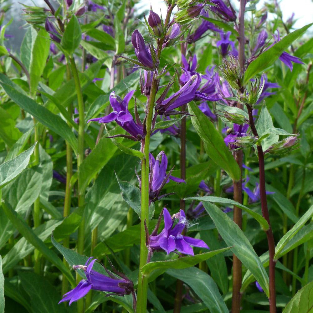 Thompson and Morgan Lobelia Vedrariensis Plant Pot 1L 3 Pack Image 2