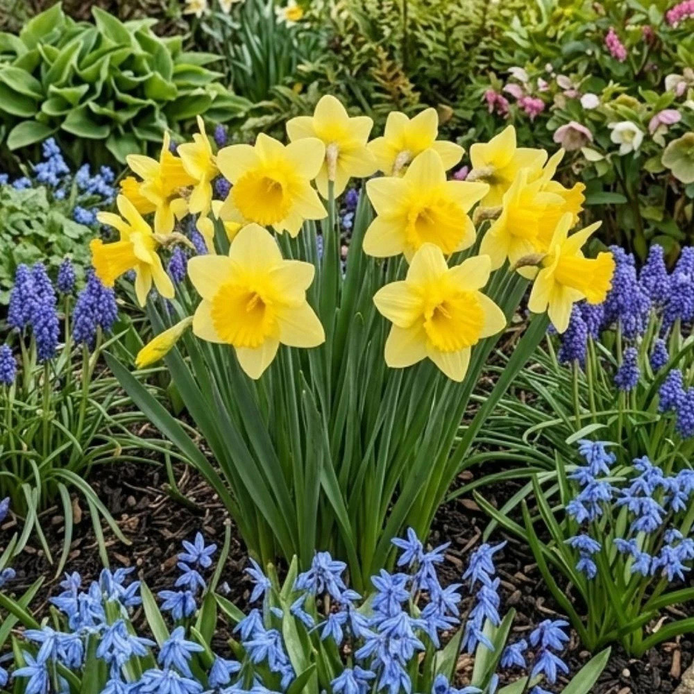 Thompson and Morgan Daffodil Cornish Trelawney Gold Planting Bulb 32 Pack Image 2