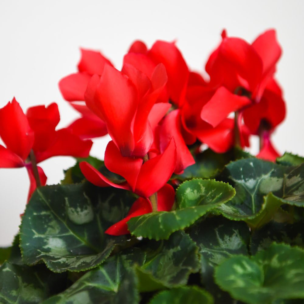 Thompson and Morgan Christmas Gift Cyclamen Wish Red Plant Pot 2 Pack Image 2