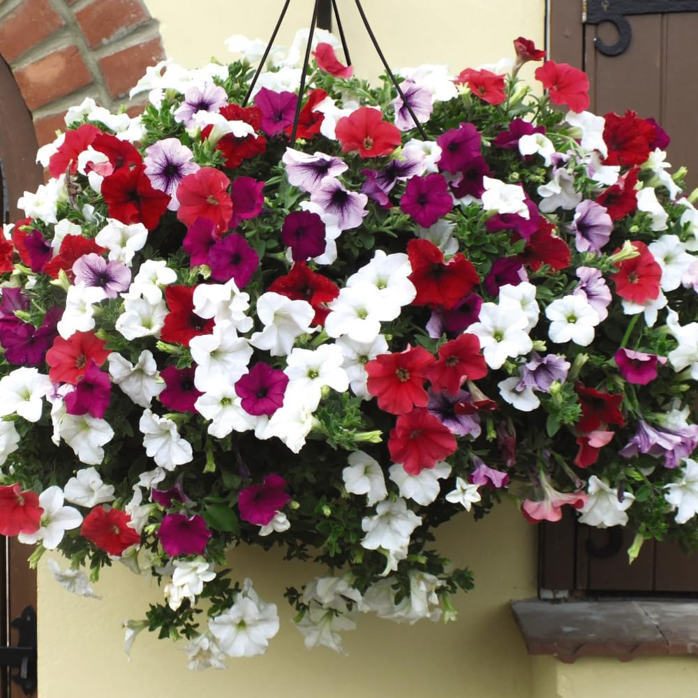 Thompson and Morgan Hanging Basket Collection Mix Postiplugs 15 Pack with Flower Seed Packet 5 Pack Image 4