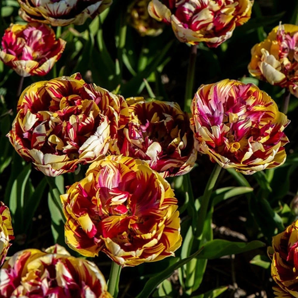 Thompson and Morgan Tulip El Cid Dubbel Red and Golden Yellow Planting Bulb 16 Pack Image 3