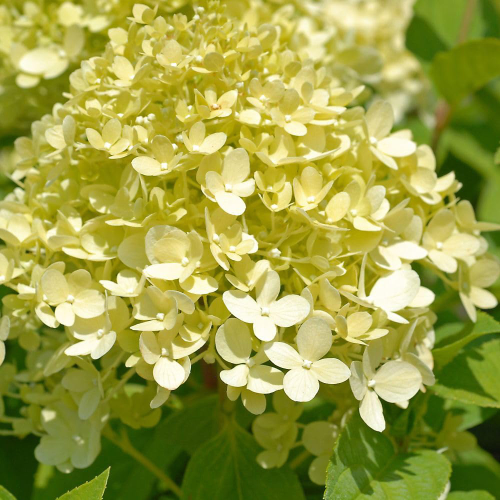 Thompson and Morgan Hydrangea Limelight Plant Pot 3.6L 2 Pack Image 1
