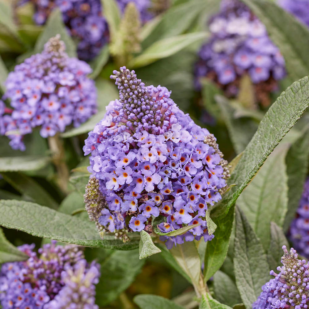 YouGarden Buddleia Little Rock Stars Blue Plant Pot 9cm 3 Pack Image 2