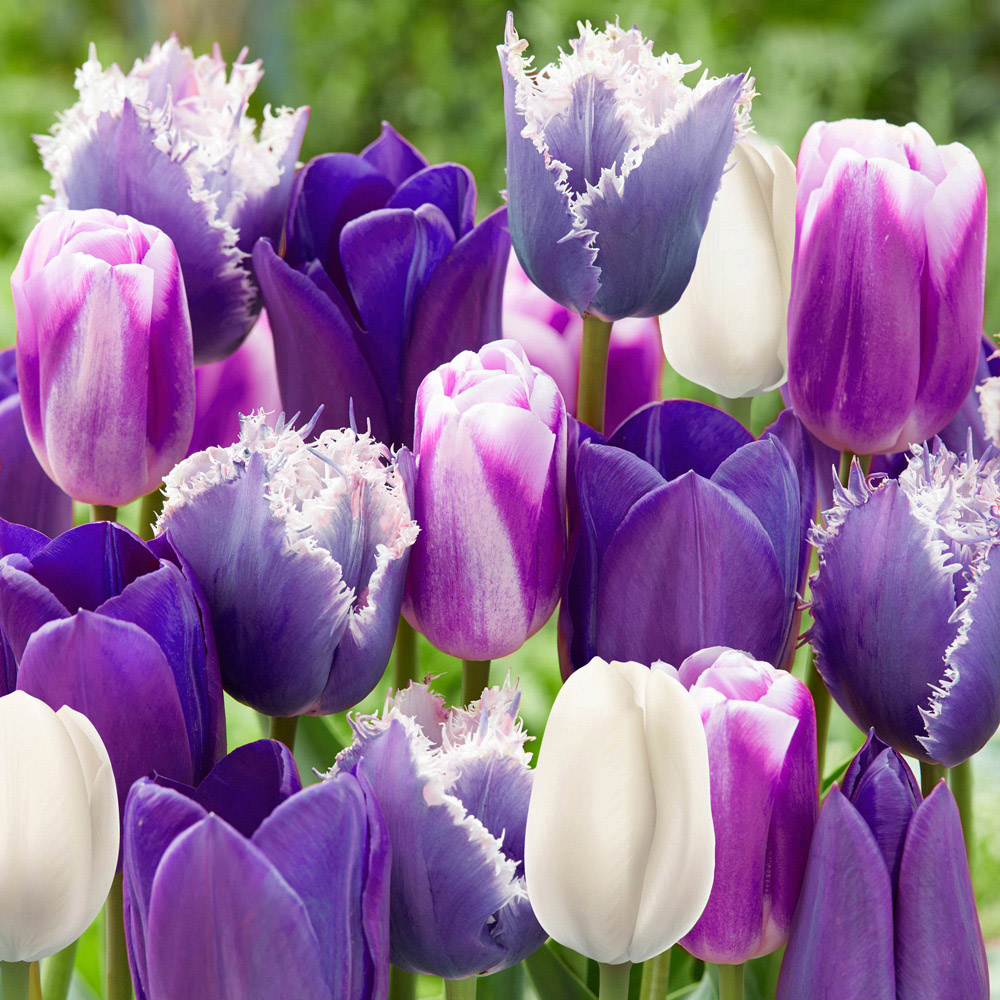 wilko Tulip Paradise Purple Planting Bulb 20 Pack Image 1