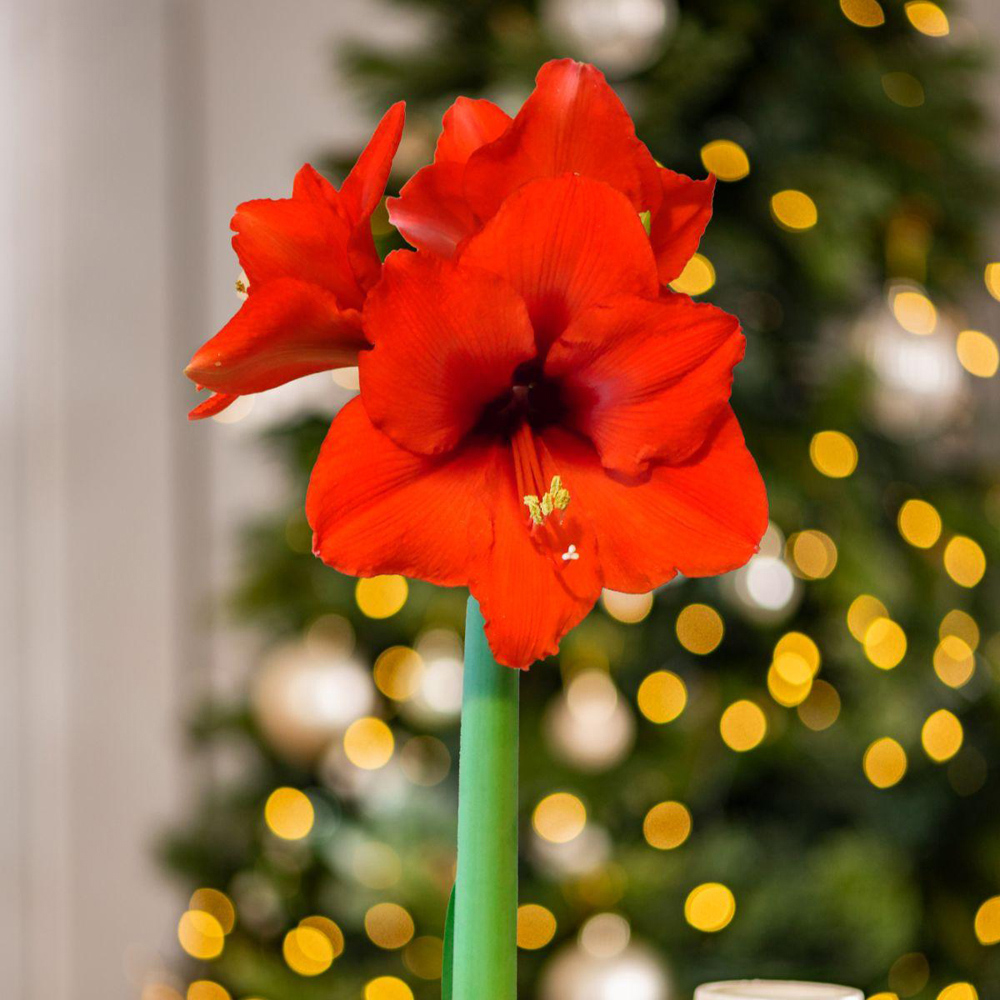 Thompson and Morgan Christmas Gift Amaryllis in Touch of Wax Art Image 6