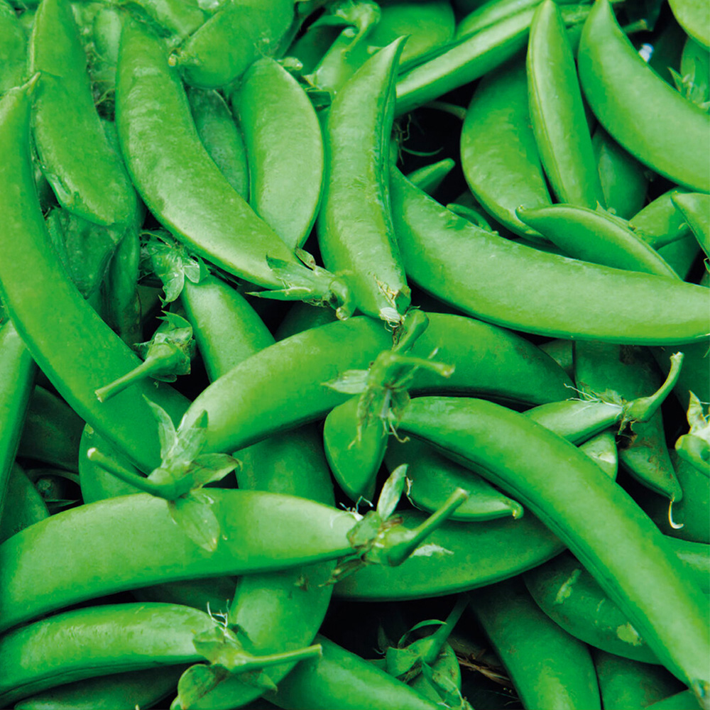 Pea Snap Nairobi Seeds Image 1