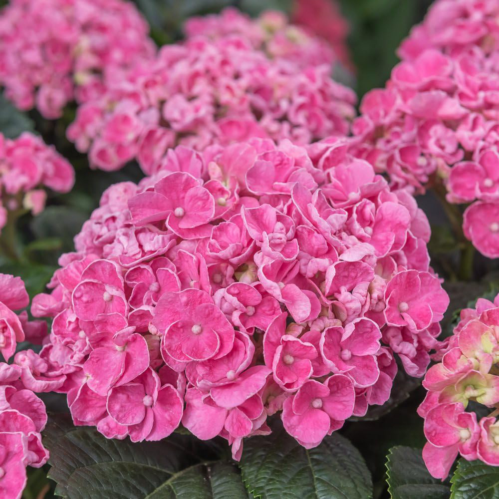 Thompson and Morgan Hydrangea Early Pink Potted Plant 10.5cm Image 1
