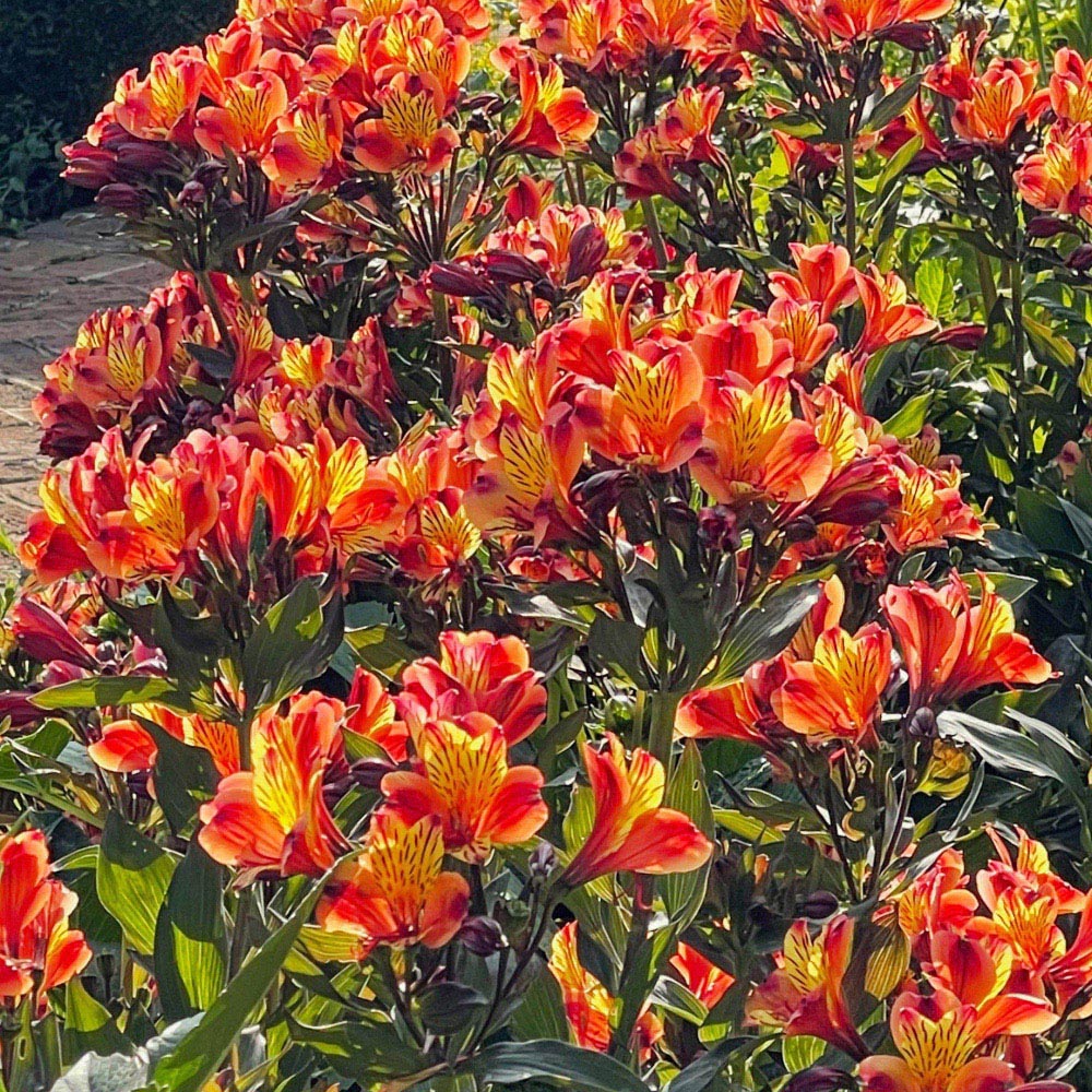 Thompson and Morgan Alstroemeria Indian Summer Jumbo Plug 2 Pack with Sabina Grey Pots 2 Pack Image 1