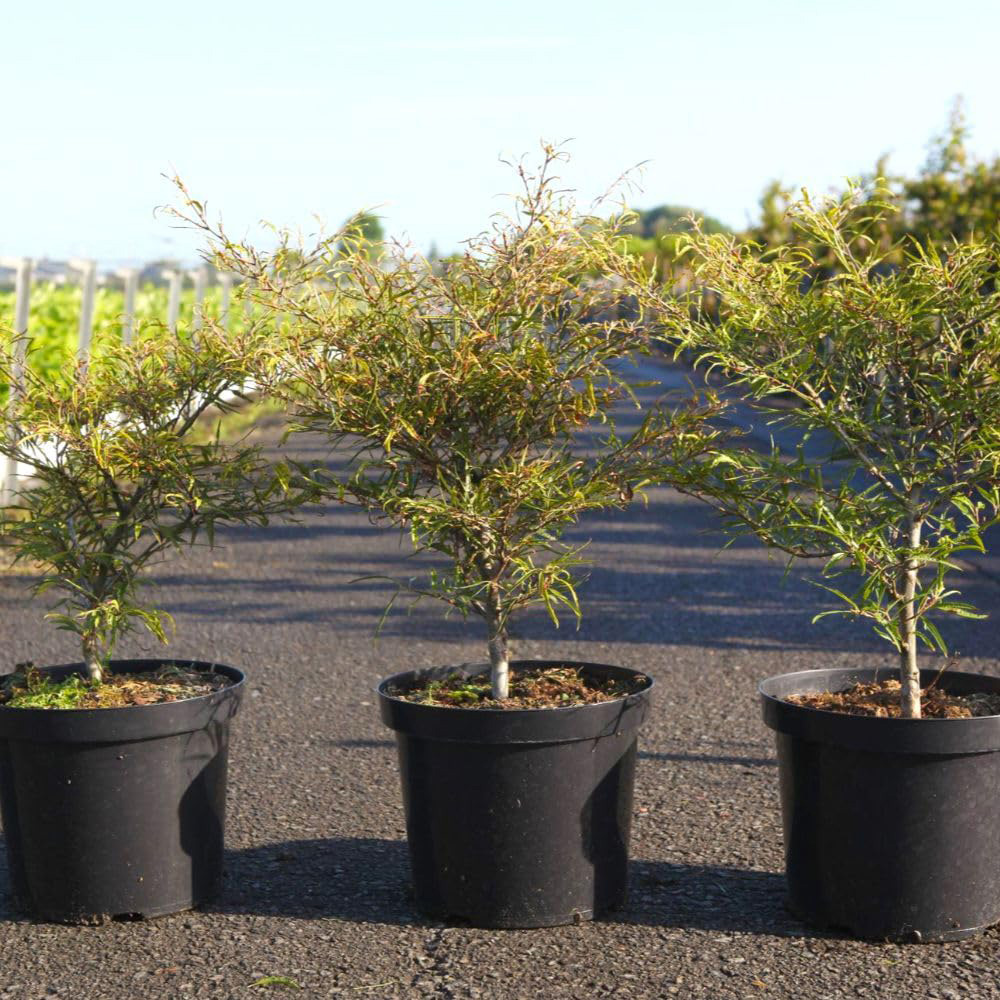 Thompson and Morgan Fagus Sylvatica Mercedes Plant Pot 10L Image 2