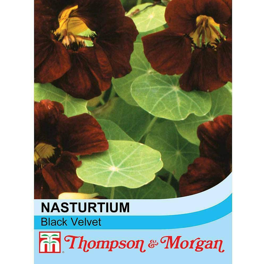 Thompson & Morgan Nasturtium Black Velvet Seeds Image 2