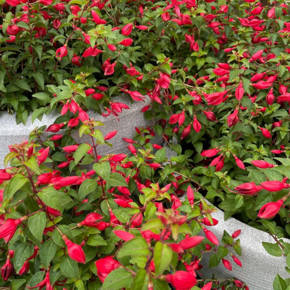 Thompson and Morgan Fuchsia Hardy Chilli Red Plant Pot 3L Image 3