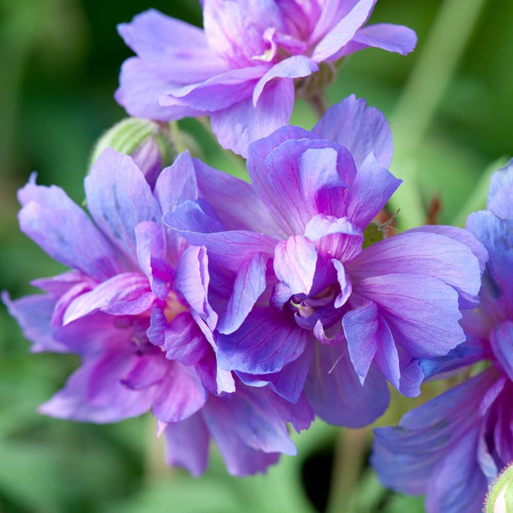 Thompson and Morgan Geranium Double Plenum Caeruleum Bare Root 3 Pack Image 3