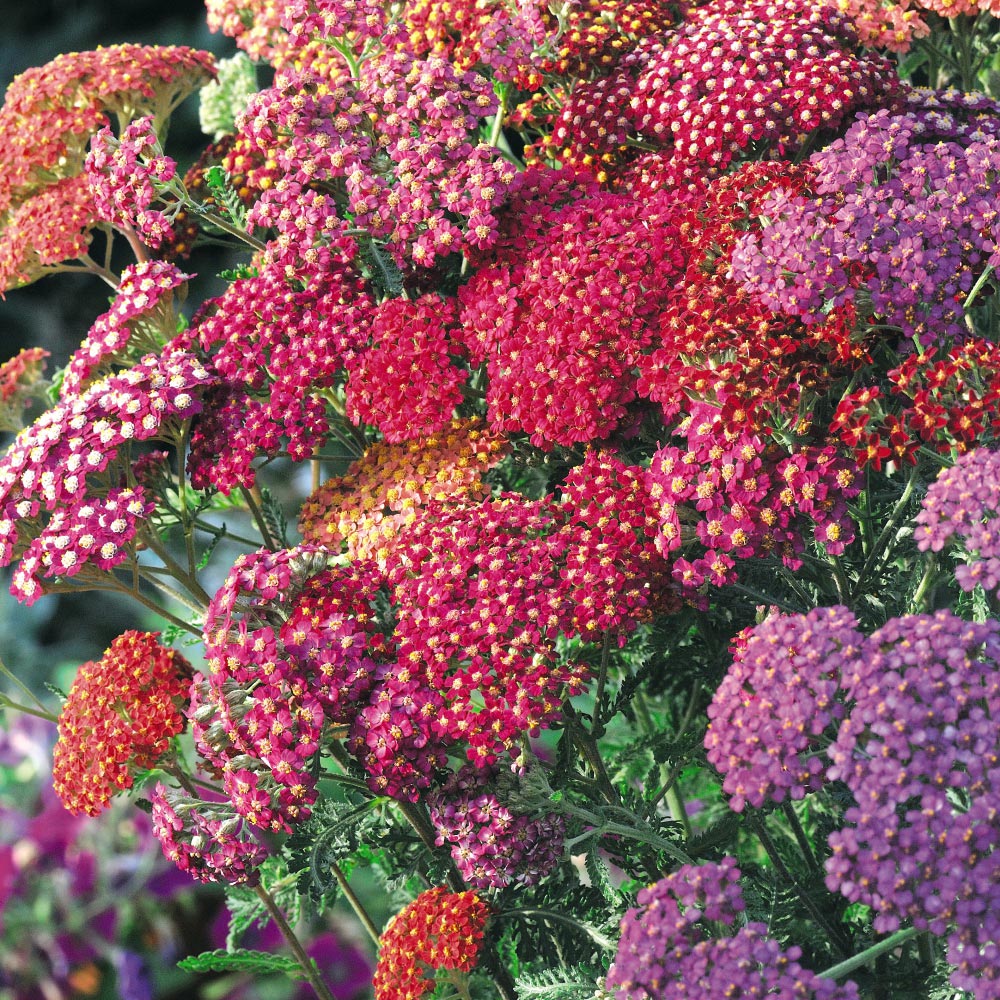 Thompson and Morgan Achillea Millefolium Summer Berries Garden Ready Plant 30 Pack Image 1