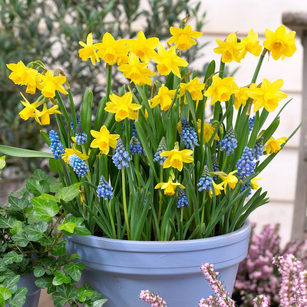 wilko Blooming Fast Narcissus and Muscari Pod Mixed Bulb 19 Pack Image 2