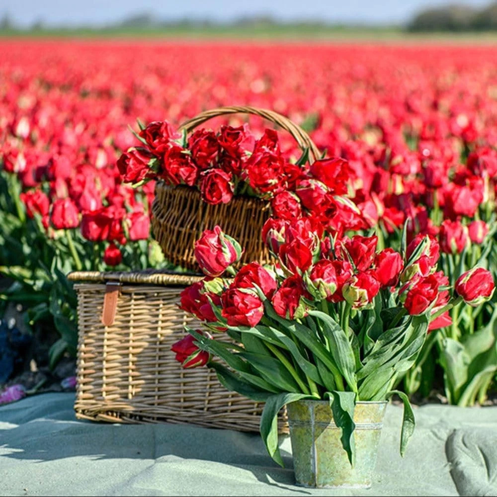 Thompson and Morgan Tulip Ile D'Amour Planting Bulb 8 Pack Image 4
