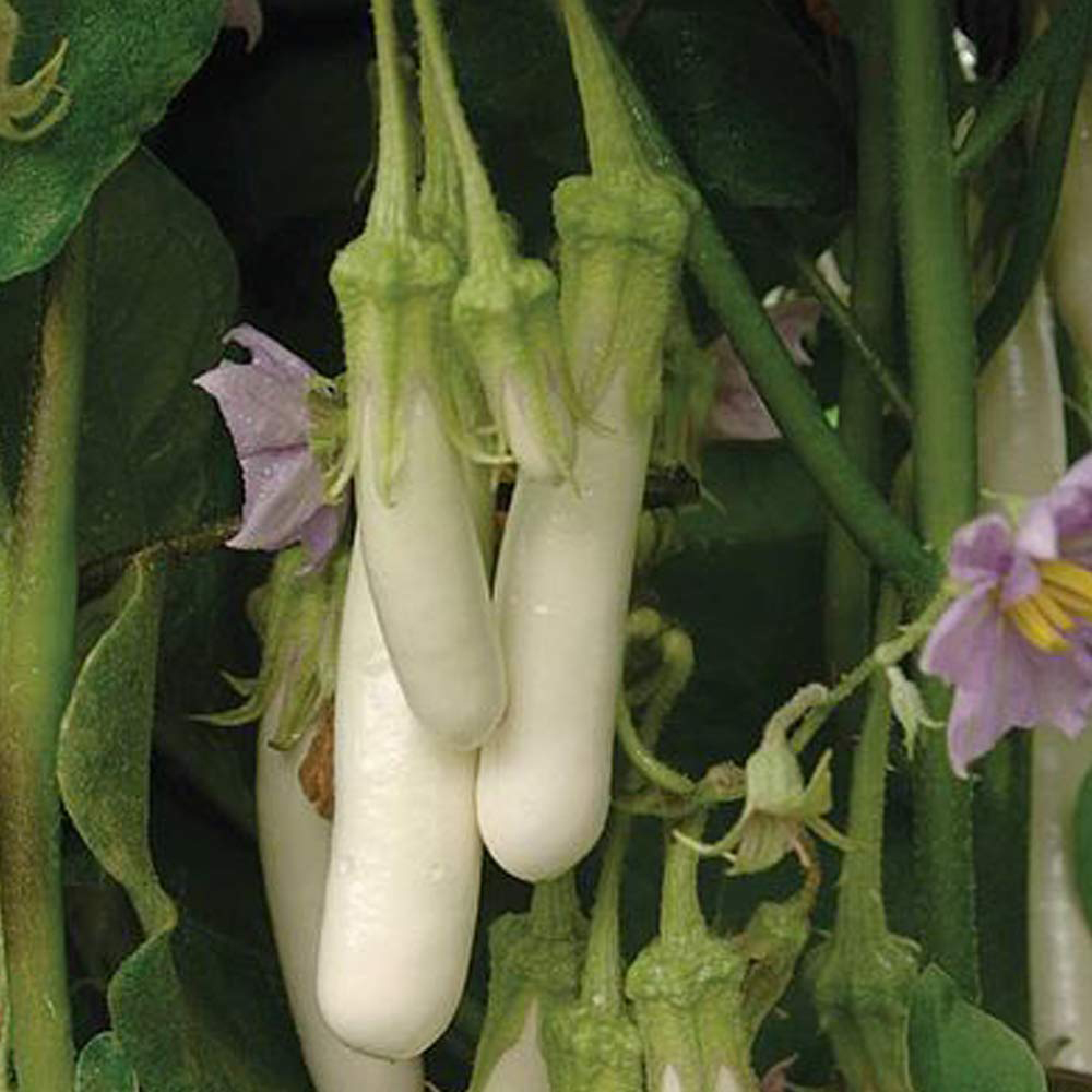Thompson and Morgan Aubergine Gretel F1 Seeds Image 1