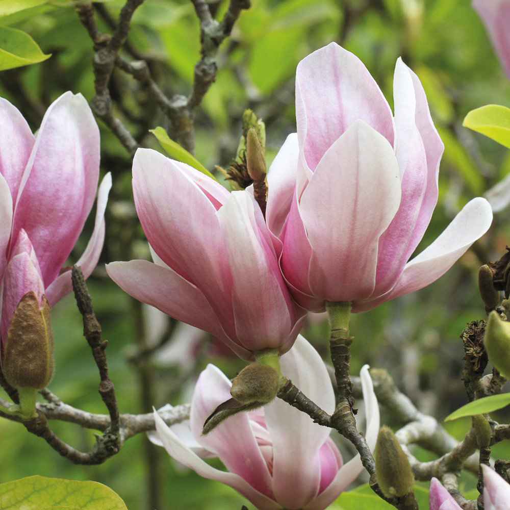 Thompson and Morgan Standard Magnolia Red Lucky Grafted Bare Root 4 Pack Image 1