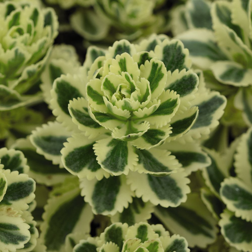 Thompson and Morgan Sedum Atlantis Potted Plant 9cm 3 Pack Image 1