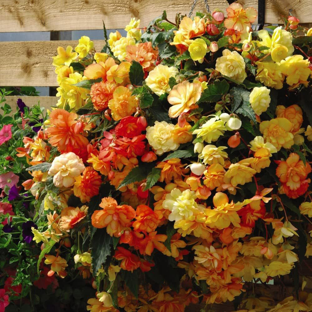 Thompson and Morgan Begonia Apricot Shades Preplanted Hanging Basket 25cm 4 Pack Image 3