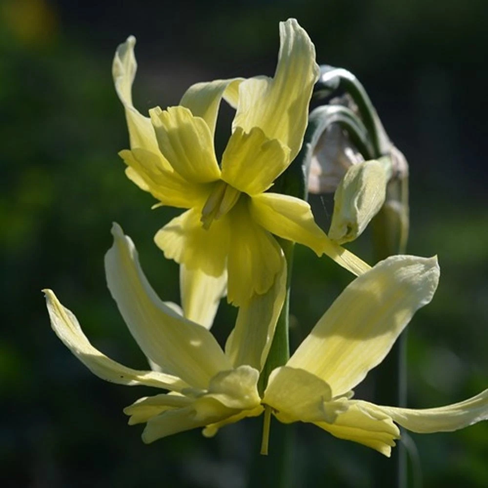 Thompson and Morgan Narcissus Exotic Mystery Lime Yellow Planting Bulb 20 Pack Image 3
