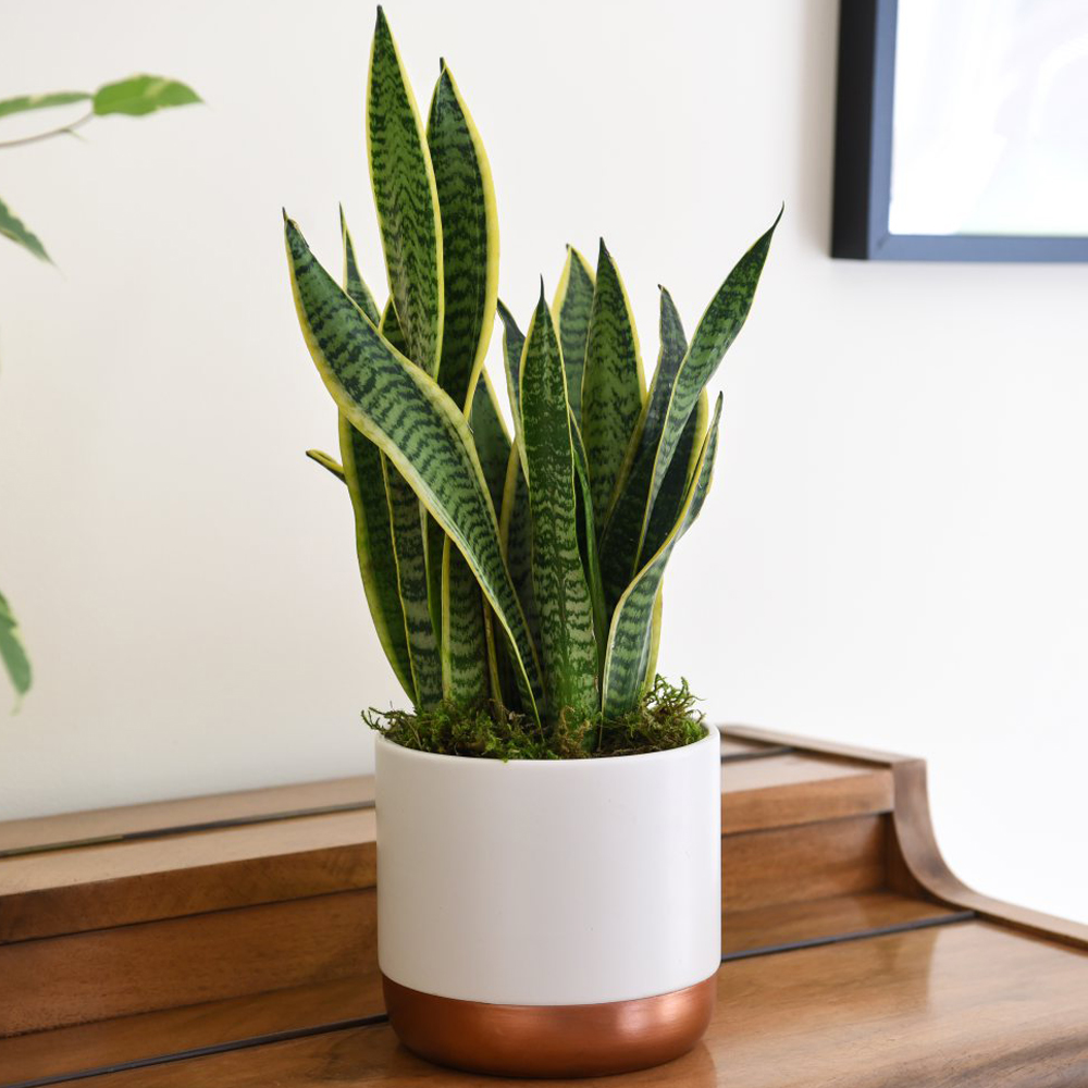 Thompson and Morgan Sansevieria Var. Laurentii Plant Pot and Incredifeed Compost 19cm Image 1