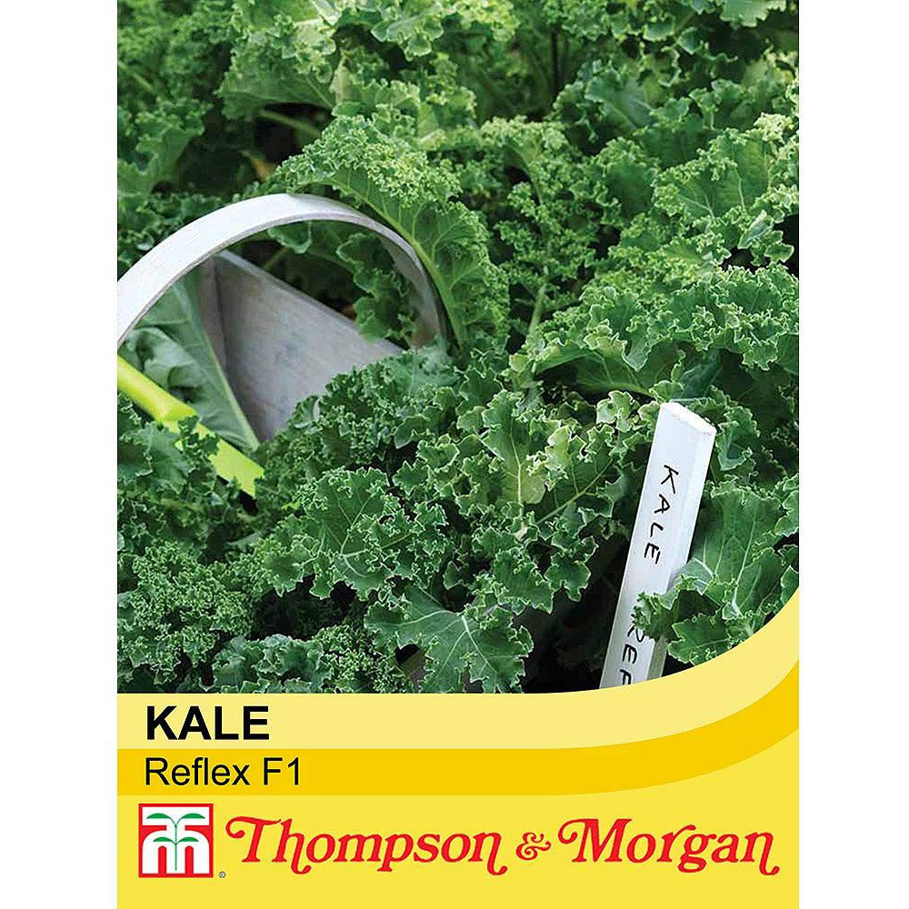 Thompson and Morgan Kale Reflex F1 Hybrid Seeds Image 2