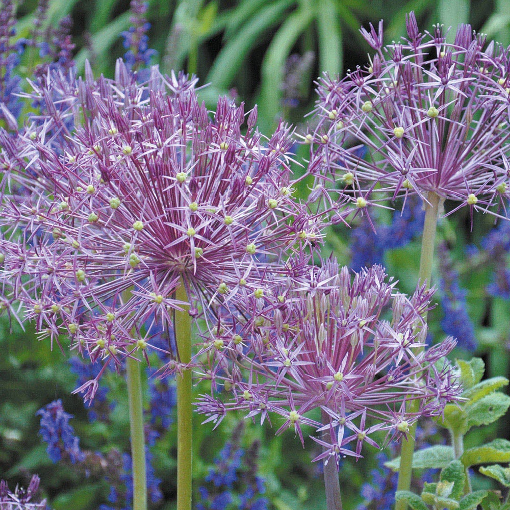 wilko Allium Collection Mixed Planting Bulb 100 Pack Image 3