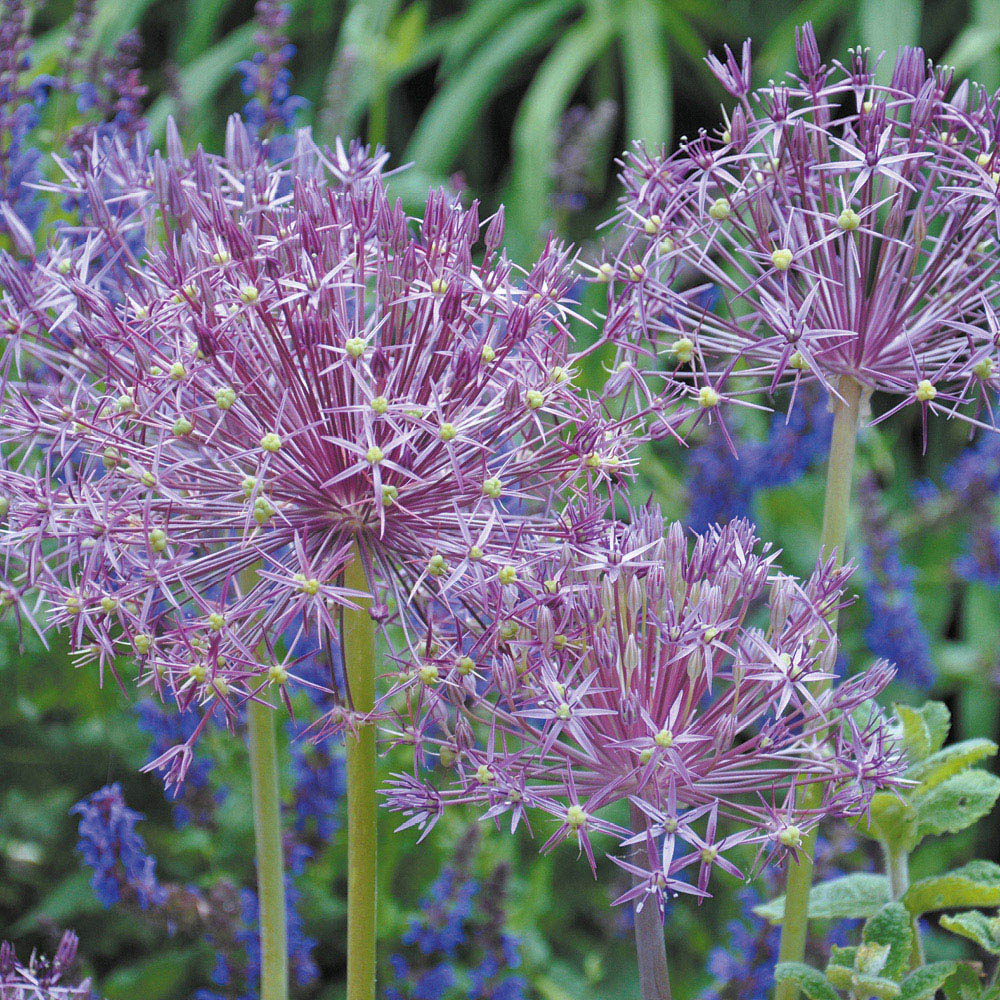 wilko Allium Collection Mixed Planting Bulb 200 Pack Image 4