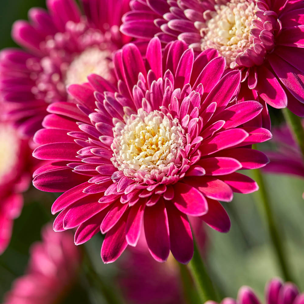 YouGarden Hardy Gerbera Garvinea Collection Plant Pot 7cm 3 Pack Image 3