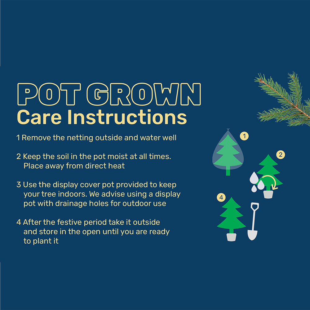 Pot Grown Blue Spruce Real Christmas Tree 2ft Image 3