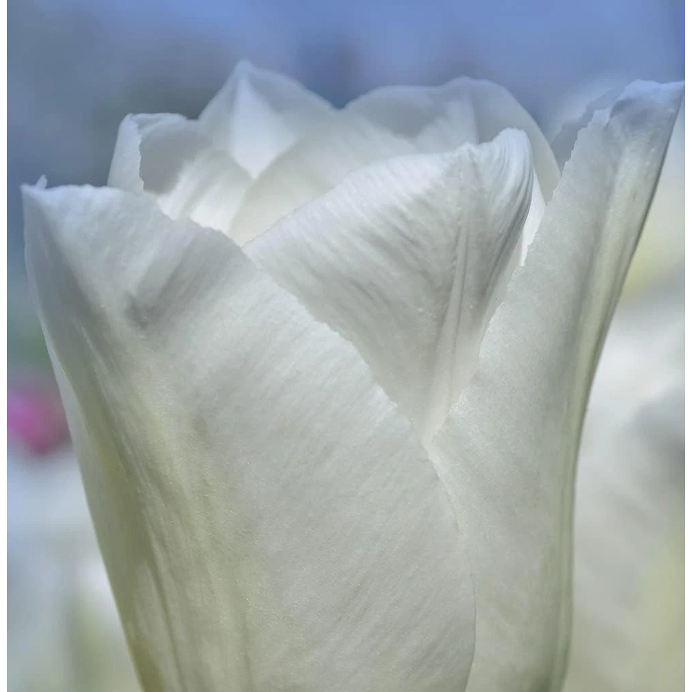 Thompson and Morgan Tulip Single Early White Prince Planting Bulb 16 Pack Image 6